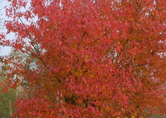 Acer tataricum subsp ginnala