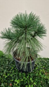 Pinus jeffreyii 'Joppii' 25l