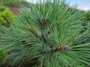 Pinus jeffreyii 'Joppii'