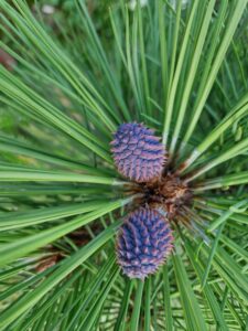 Pinus jeffreyii 'Joppii' šišky