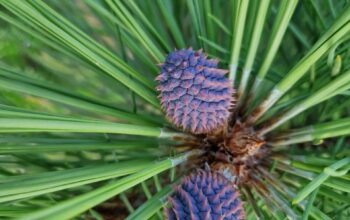 Pinus jeffreyii 'Joppii' šišky