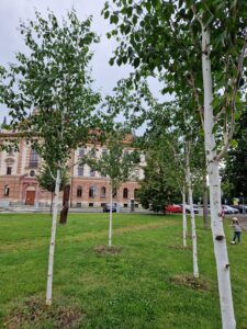 Betula utilis 'Doorenboos'